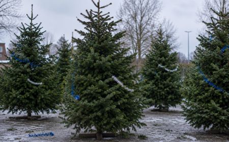 Help jij mee met de kerstboominzameling?